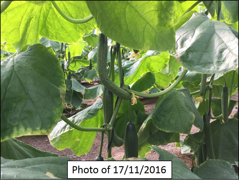 Biological cucumber with problems in fruit setting